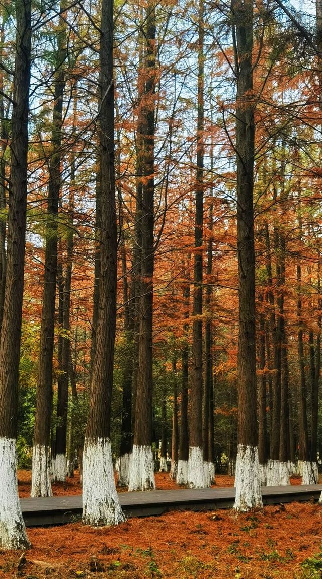 南昌｜是秋天的味道