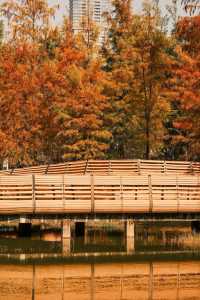 深圳追一場秋日童話