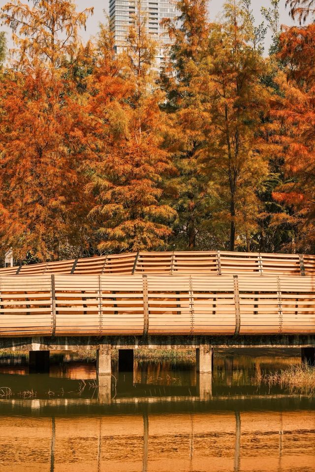 深圳追一場秋日童話