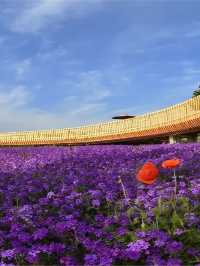 秋遊宿遷必看保姆級遊玩攻略來啦