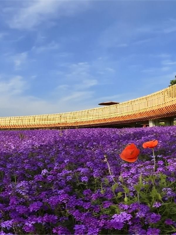 秋遊宿遷必看保姆級遊玩攻略來啦