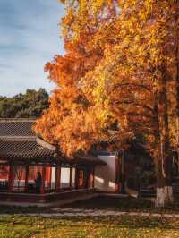 在西安，趕一趟賞秋末班車