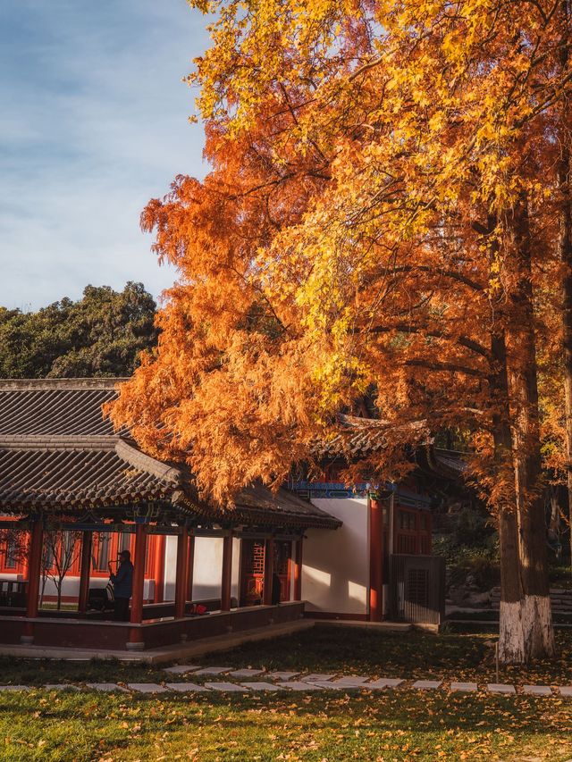 在西安，趕一趟賞秋末班車