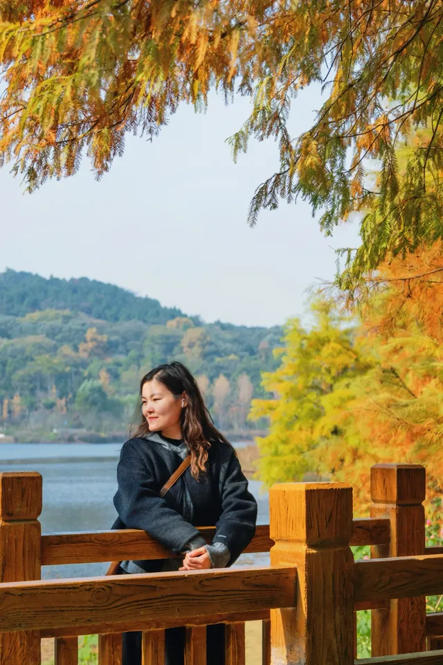 德陽東湖山水杉林紅了！陽光穿透紅杉林絕美