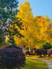 秋色滿園絕美倒映