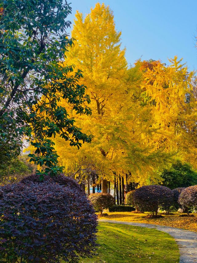 秋色滿園絕美倒映