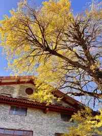 南昌周邊|九江雲居山的千年銀杏 滿樹金黃