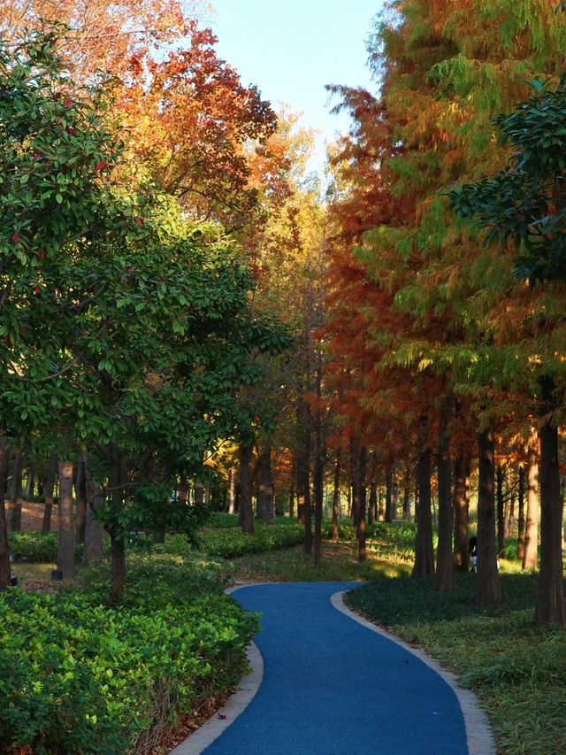 蘇州河畔超全秋日打卡攻略隨手拍都是電影感! 蘇州河畔超全秋日打卡攻略隨手拍都是電影感!