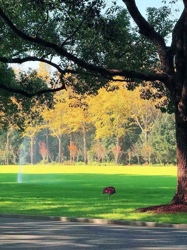 別擠瑞金!東郊賓館藏秋日秘境 免費好拍人超少 別擠瑞金!東郊賓館藏秋日秘境 免費好拍人超少