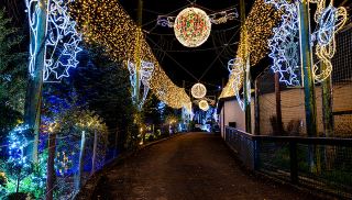 五姉妹動物園ライトショー：冬の魔法の夜の必訪スポット