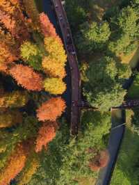 穿梭在杉林間,冬日的詩意與浪漫