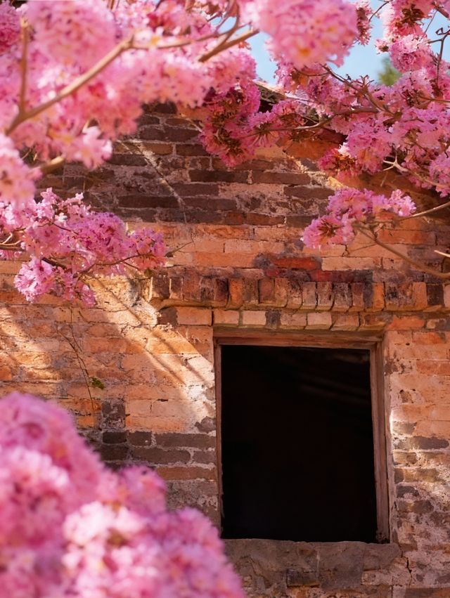 闖入油畫世界廣東這片紫粉花海美到窒息