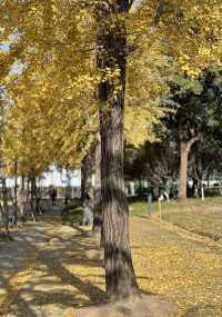 被銀杏包裹的初冬