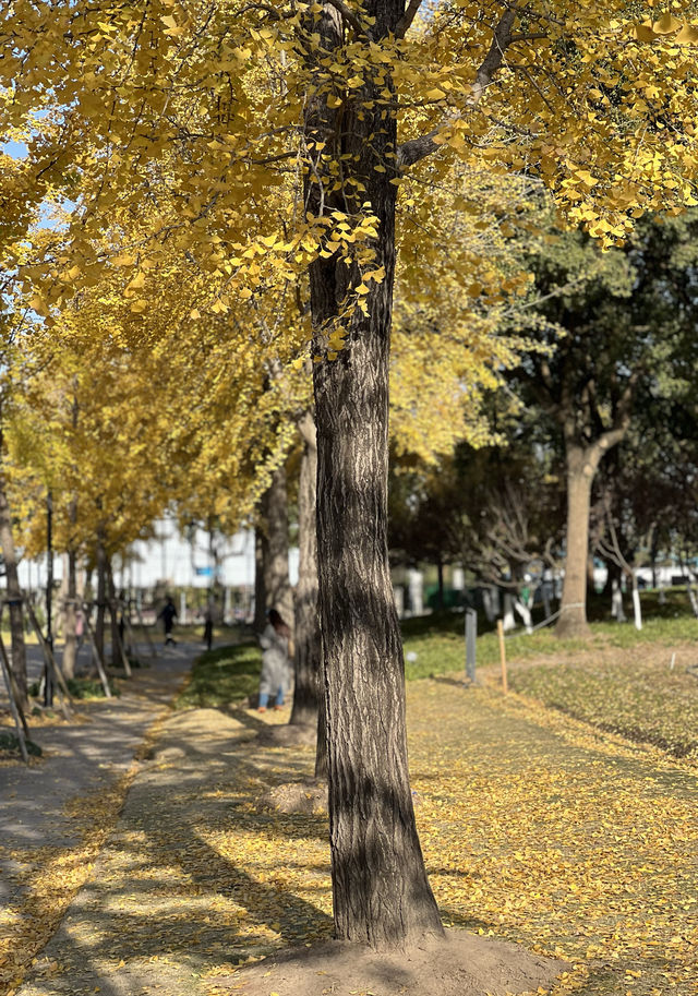 被銀杏包裹的初冬 被銀杏包裹的初冬