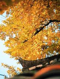 錯過三星堆!卻遇見1700歲的銀杏神仙眷侶