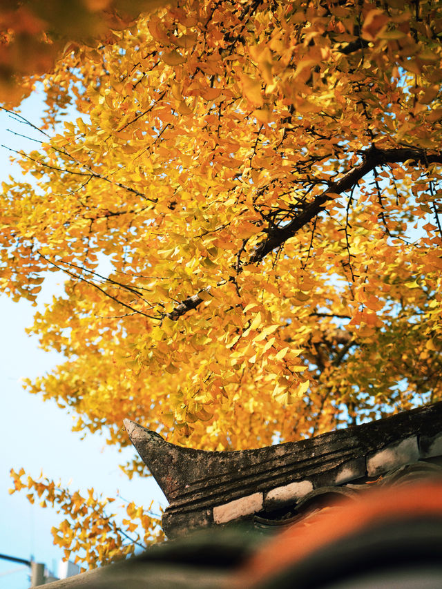 錯過三星堆!卻遇見1700歲的銀杏神仙眷侶 錯過三星堆!卻遇見1700歲的銀杏神仙眷侶