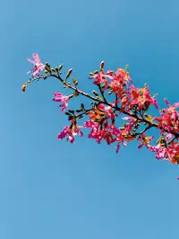 橫琴|一片粉海櫻花木棉很好看