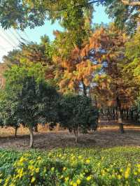 上海，沔青公園