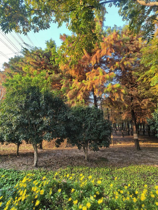上海，沔青公園