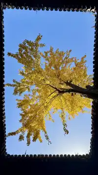 為了一棵樹來了瞻園|全屏感受金陵第一園