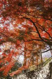 總要去莫干山看一次楓葉吧!