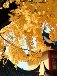 都給我衝，上海賞秋怎能少了這顆千年古銀杏