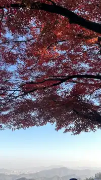 莫干山紅葉進度