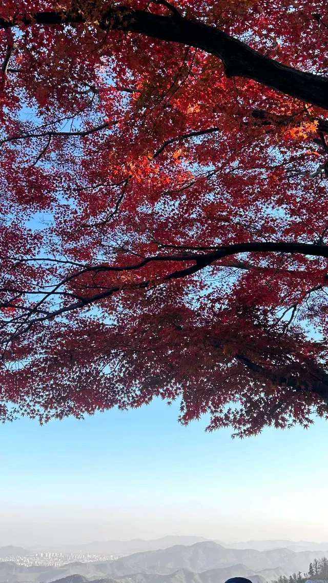 莫干山紅葉進度