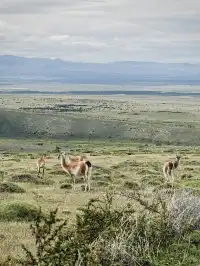 60歲去南極先到智利探個秘