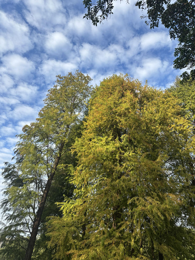 華南植物園拍照吸氧全攻略｜逃離城市計劃來啦