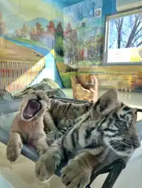 哈爾濱東北虎林園半日遊！！（內含攻略）