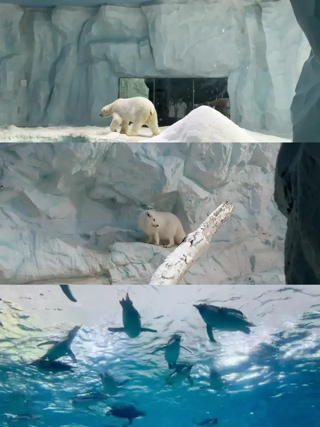 2歲寶寶,珠海長隆2天1晚遊玩攻略 2歲寶寶,珠海長隆2天1晚遊玩攻略