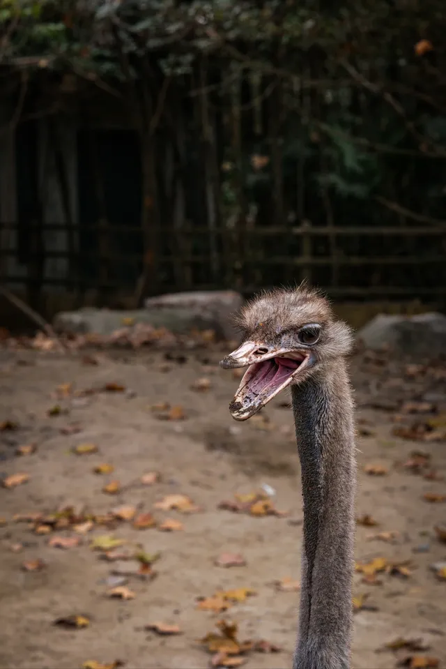 上海動物園‖動物攝影師的天堂 上海動物園‖動物攝影師的天堂