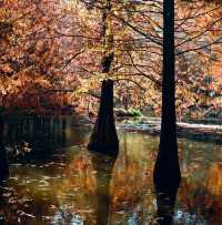 南京燕雀湖絕美水杉攻略秋日限定版油畫秘境