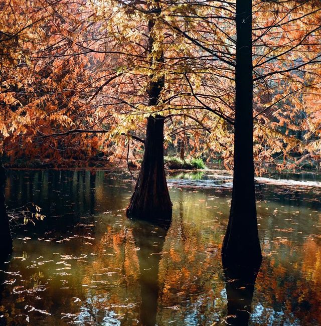 南京燕雀湖絕美水杉攻略秋日限定版油畫秘境 南京燕雀湖絕美水杉攻略秋日限定版油畫秘境