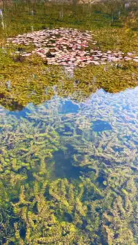 流徽榭，美得像金陵深秋的油畫秘境~