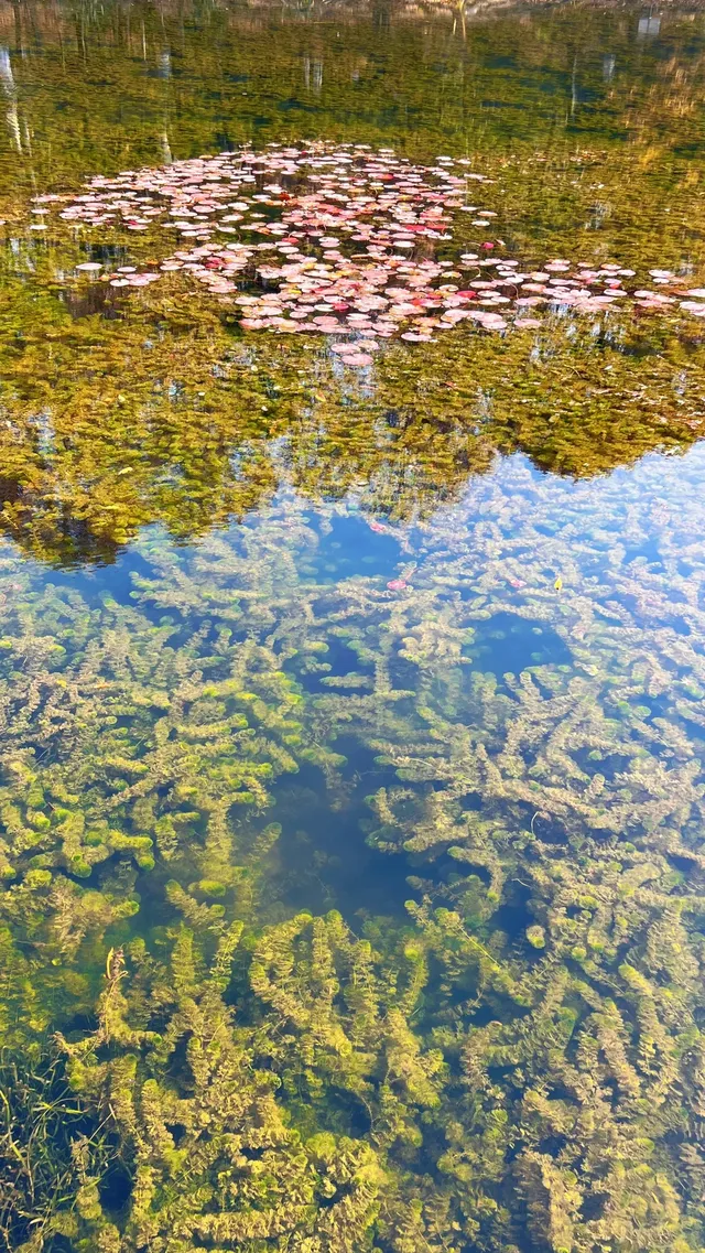 流徽榭，美得像金陵深秋的油畫秘境~