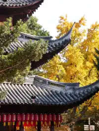 上海12月銀杏路線大合集!別錯過最佳觀賞期