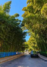 大連兩片超美竹林,第二個很少有人知道