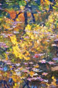 魔都市中心的“小京都”!延中廣場公園秋日拍照封神攻略