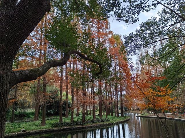 初冬暖陽下的多彩上海共青森林公園 初冬暖陽下的多彩上海共青森林公園