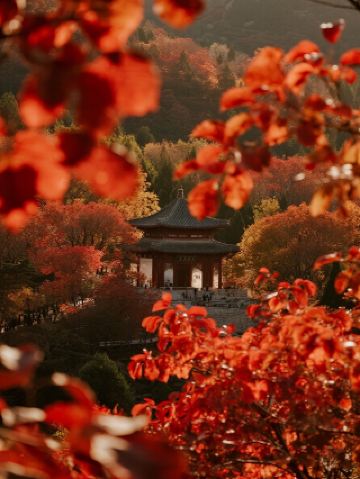 지난난 홍엽곡｜아이와 함께하는 산둥 가을 동화 비밀의 땅
