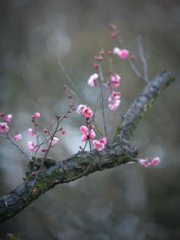 창사 웨루산 매화 시즌 가이드: 웨루산에서 매화꽃을 감상하고 하워드 존슨 메이시 레이크 호텔에서 평온함을 만끽하세요.