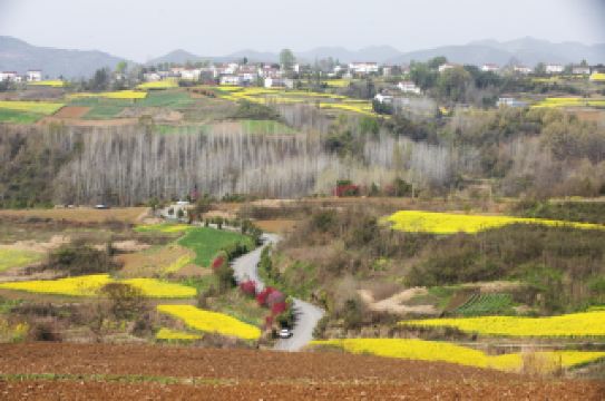 ผืนผ้าใบฤดูใบไม้ผลิของทุ่งดอกคาโนล่าบนเนินเขา