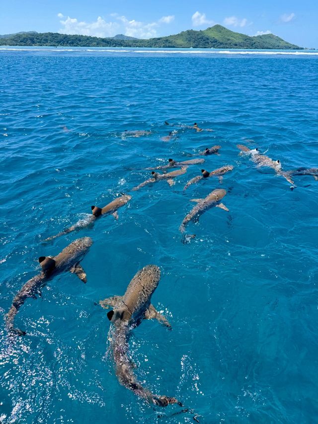 海島愛馬仕波拉波拉|世間最浪漫的性感海島 被稱為世界最性感海島之一 真正來過才懂,這裡就是人間