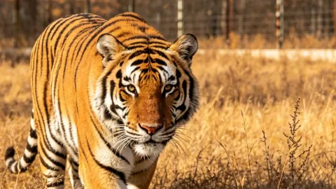 Sun Island + Siberian Tiger Park + Grand Theatre, unlock another side of Harbin — traveler post in Harbin