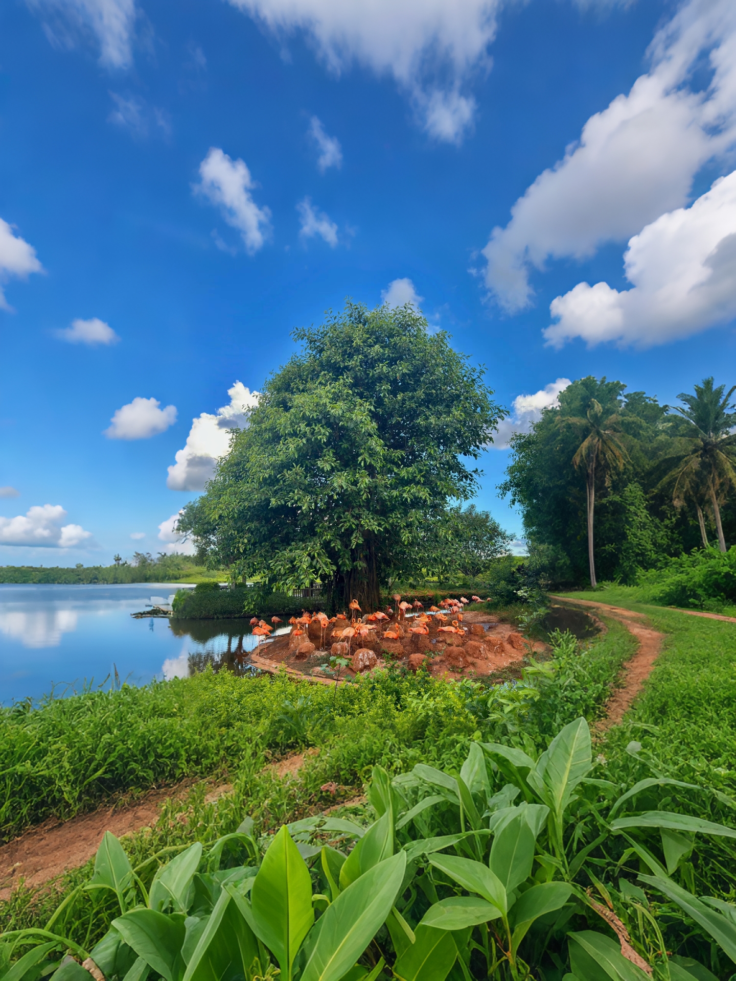 Haikou's backyard! Flamingos + mangroves, get up close to a green wonderland