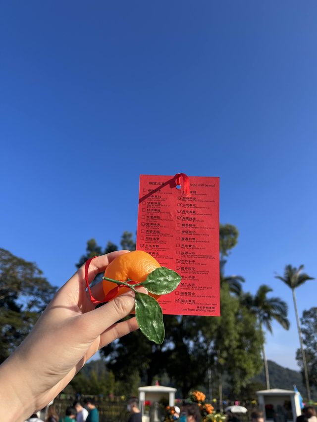 大埔林村許願樹🍊