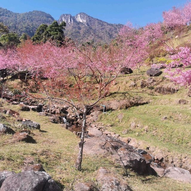 🌸สะพานซากุระ​ :เชียงใหม่