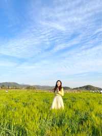 4월 경주가면 만날 수 있는 💚분황사 청보리밭💚